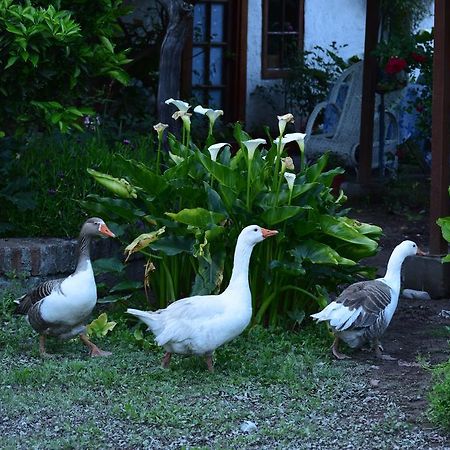 Alojamiento Rural Casa Quinta Peumayen Isla de Maipo Exterior photo